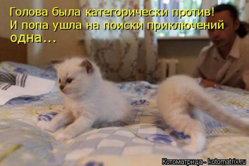 Смешные котоматрицы. Новые прикольные картинки про кошек