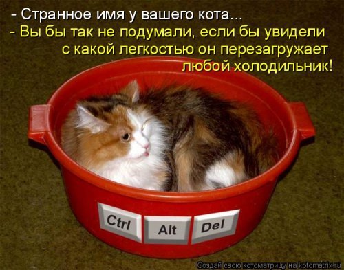 Весёлая котоматрица. Картинки про кошек