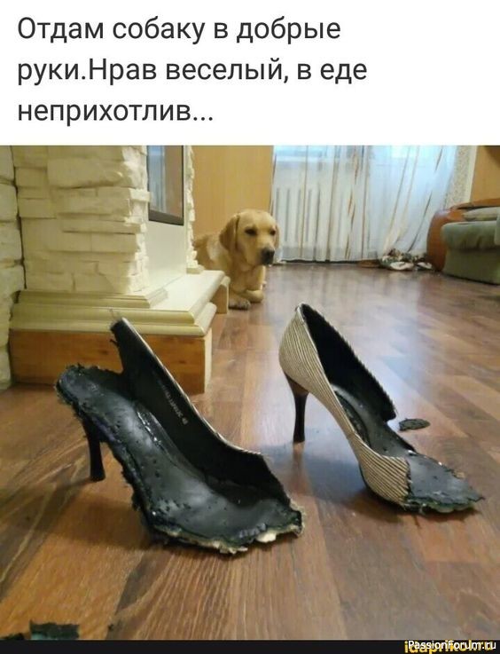 Мысли собачника.