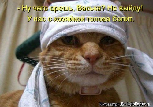 И снова о Котах, и о ХОЗЯЙКАХ....