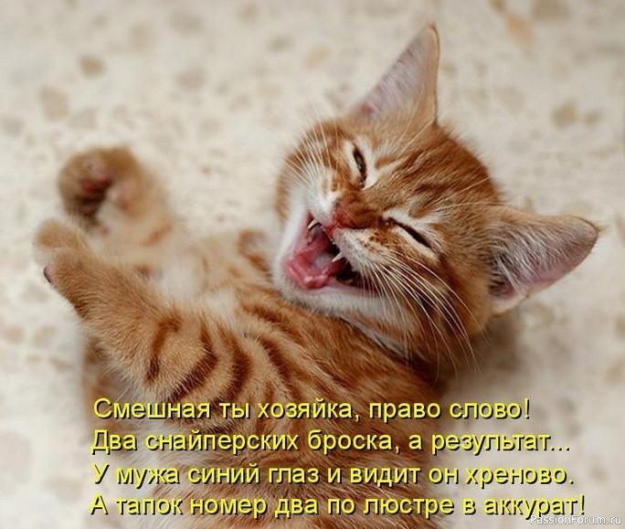 И снова о Котах, и о ХОЗЯЙКАХ....