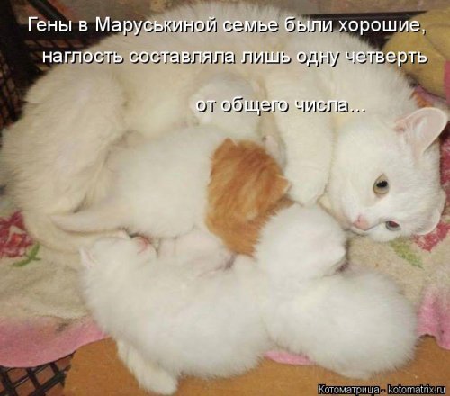 Весёлая котоматрица. Картинки про кошек