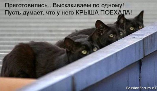 Без кота и жизнь не та!