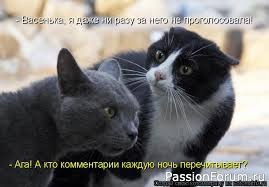 Без кота и жизнь не та!