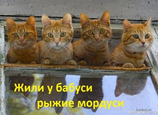 Коты и кошки 5 часть .