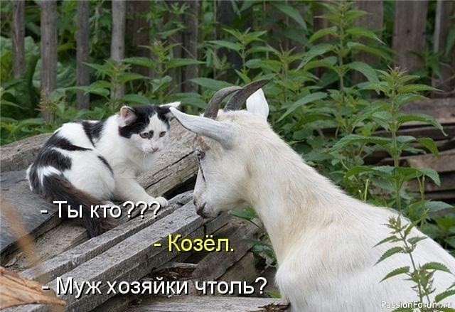 И снова о Котах, и о ХОЗЯЙКАХ....