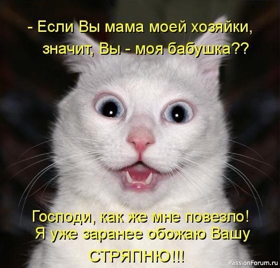 И снова о Котах, и о ХОЗЯЙКАХ....