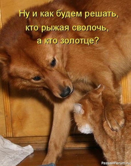 КТО РАНО ВСТАЁТ.. у того не только Кот, но и Собака.