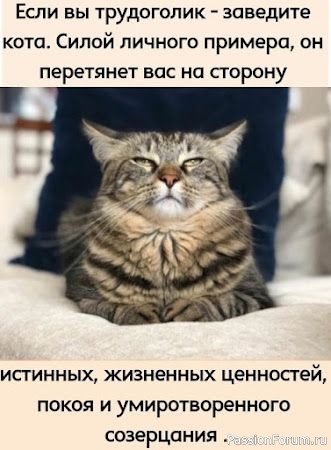 Один день и одна ночь из жизни неугомонного кота.