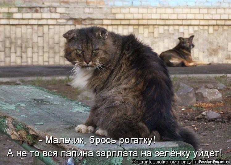 Коты и Кошки. Котята крошки. (часть 2)