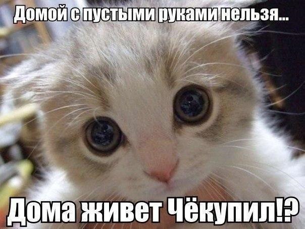 Животные картинки с надписями забавные и классные (19)