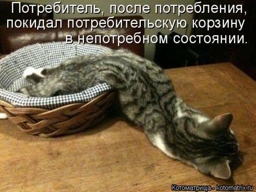 Смешные котоматрицы. Новые прикольные картинки про кошек