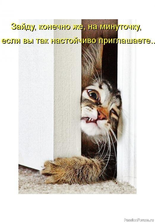 Народные приметы о котах.