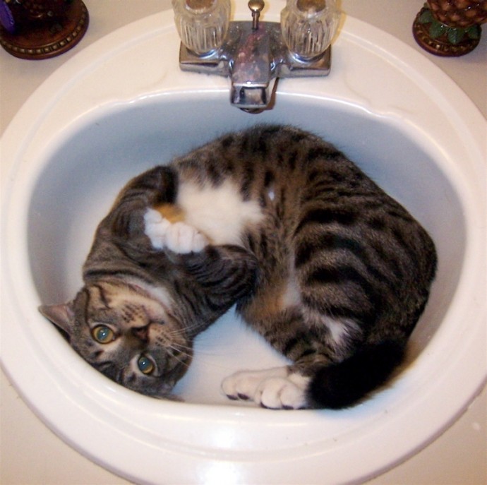 Наши КОТИКИ...