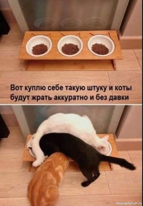 Один день и одна ночь из жизни неугомонного кота.