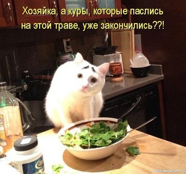 И снова о Котах, и о ХОЗЯЙКАХ....