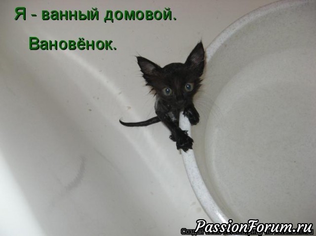 Котэ- домовые)))