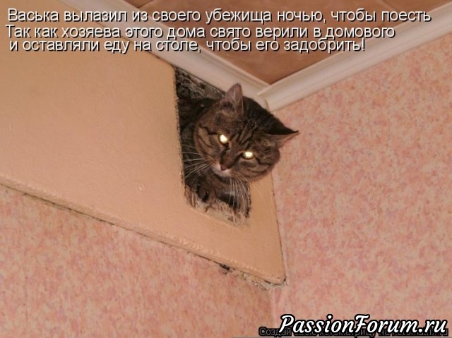 Котэ- домовые)))