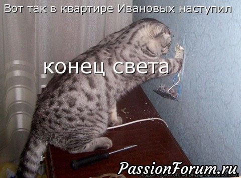 Без кота жизнь не та)))