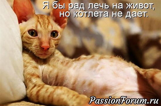 Без кота жизнь не та)))