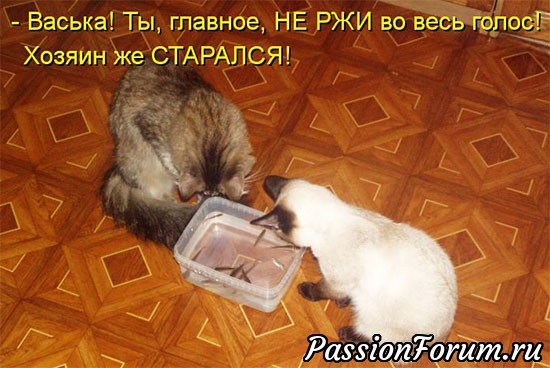 Без кота жизнь не та)))