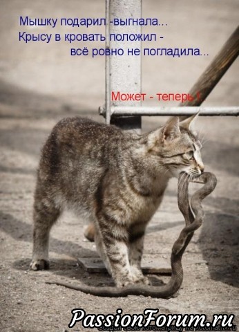 Без кота жизнь не та)))