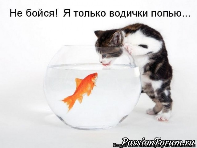 Без кота жизнь не та)))