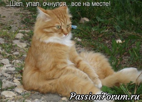 Котейки рулят))