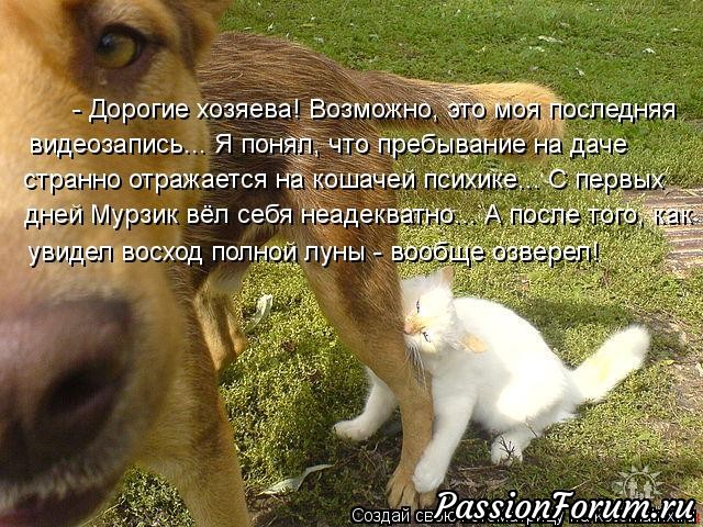 Как кошка с собакой-3