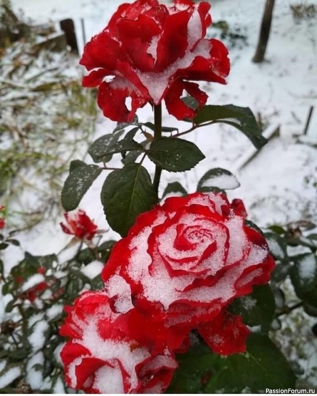 Розы в снегу картинки красивые на телефон