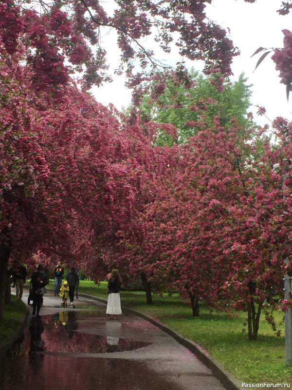 Яблоневая перекличка: Витебск, Пермь, теперь Москва