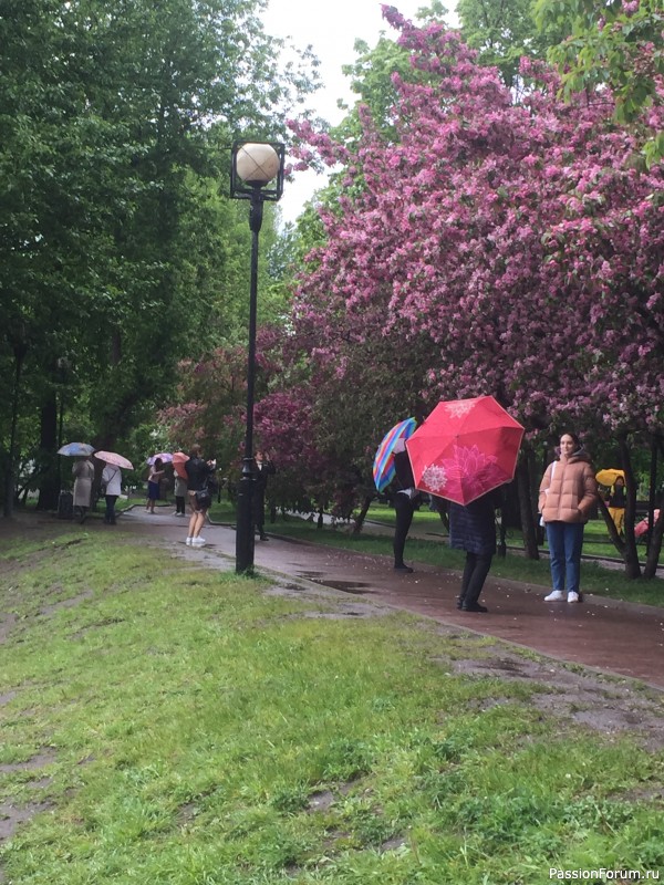 Яблоневая перекличка: Витебск, Пермь, теперь Москва