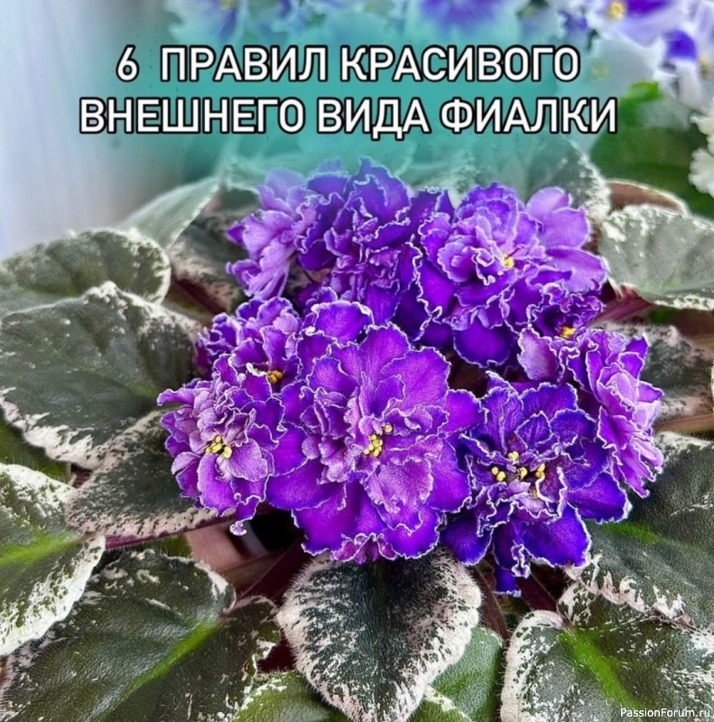 6 правил красивого внешнего вида фиалки