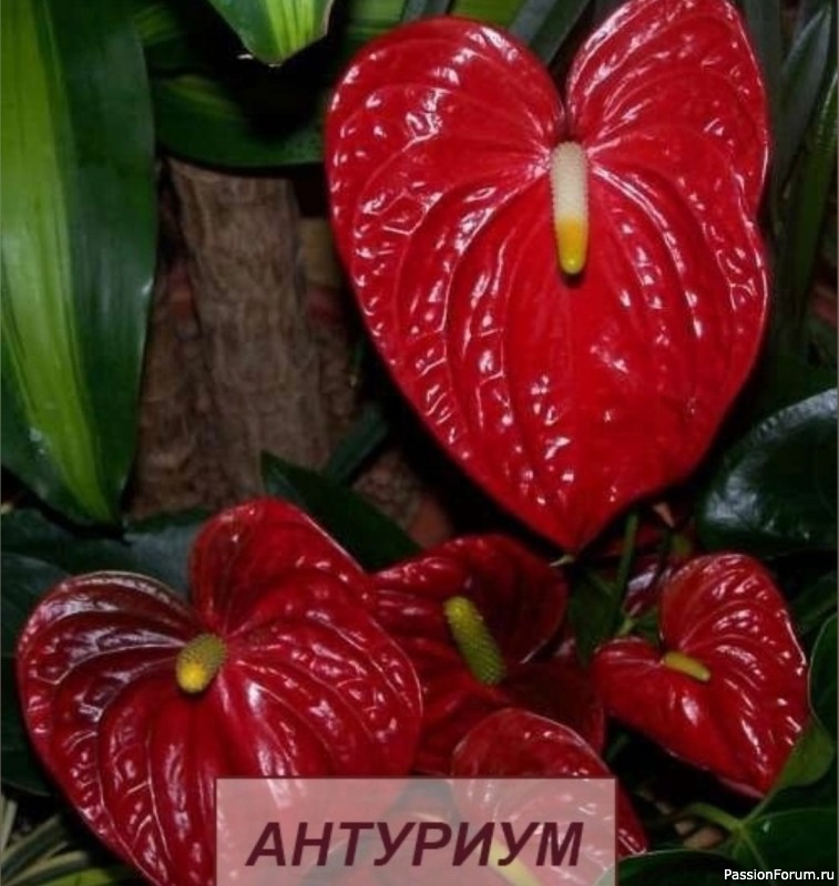 Комнатное растение. Антуриум