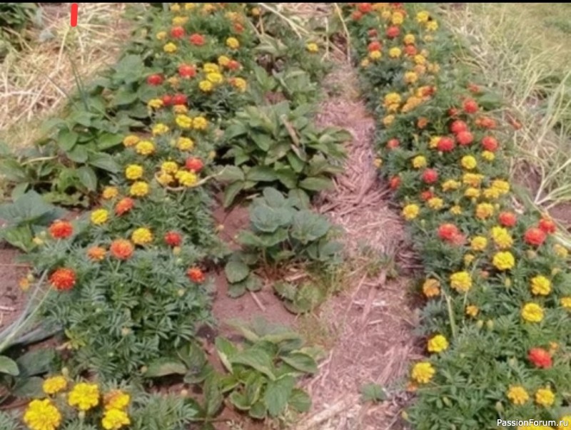 Дачникам. Бархатцы и клубника — хорошая ли это пара?