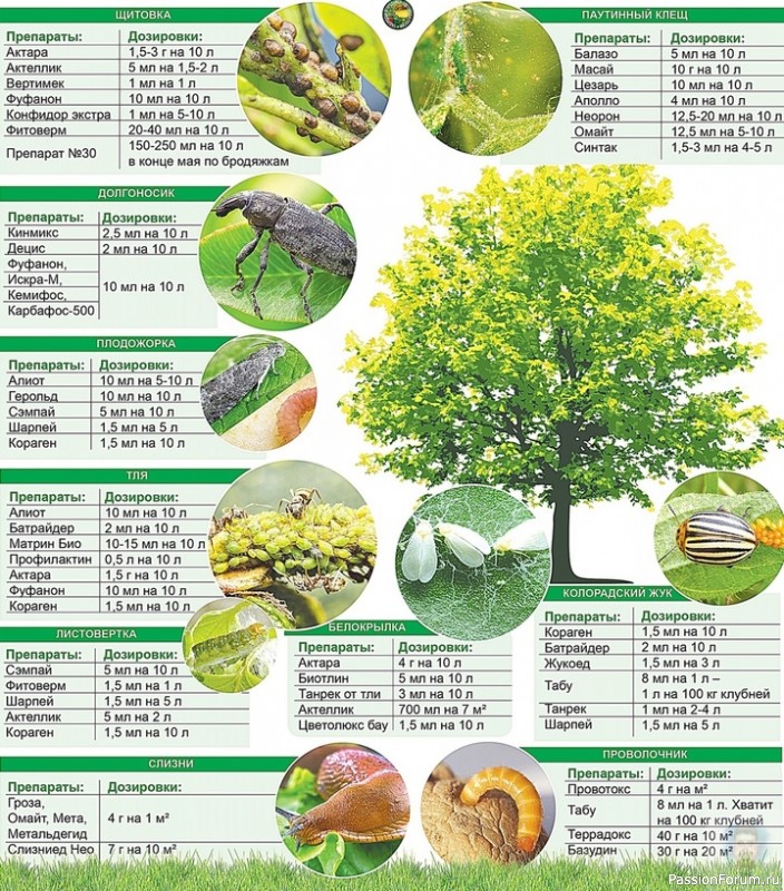 Дачникам. Опacныe вpeдитeли и пpeпapaты для бopьбы c ними