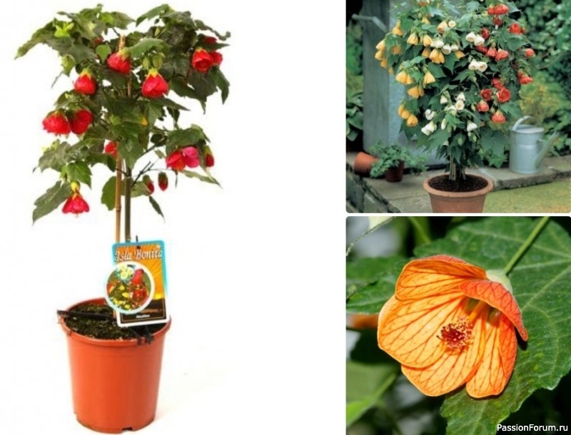 Комнатные растения. Абутилон