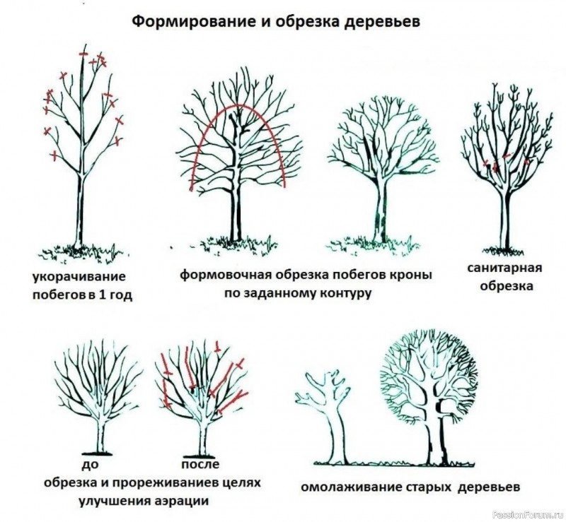 Золотые правила обрезки плодовых на участке