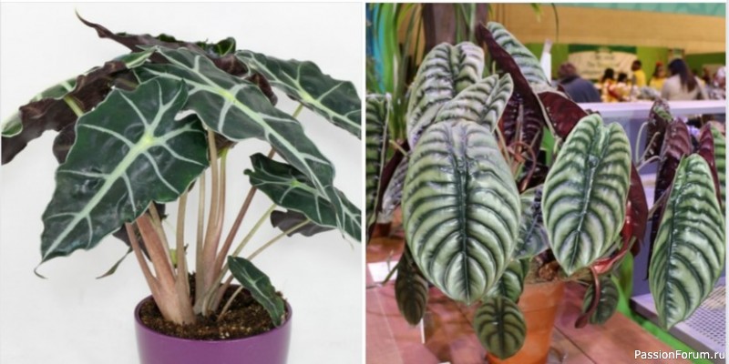 Комнатное растение "Алоказия".(Арум)