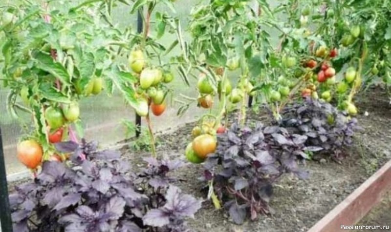 Дачникам. Базилик и томаты – удивительное соседство