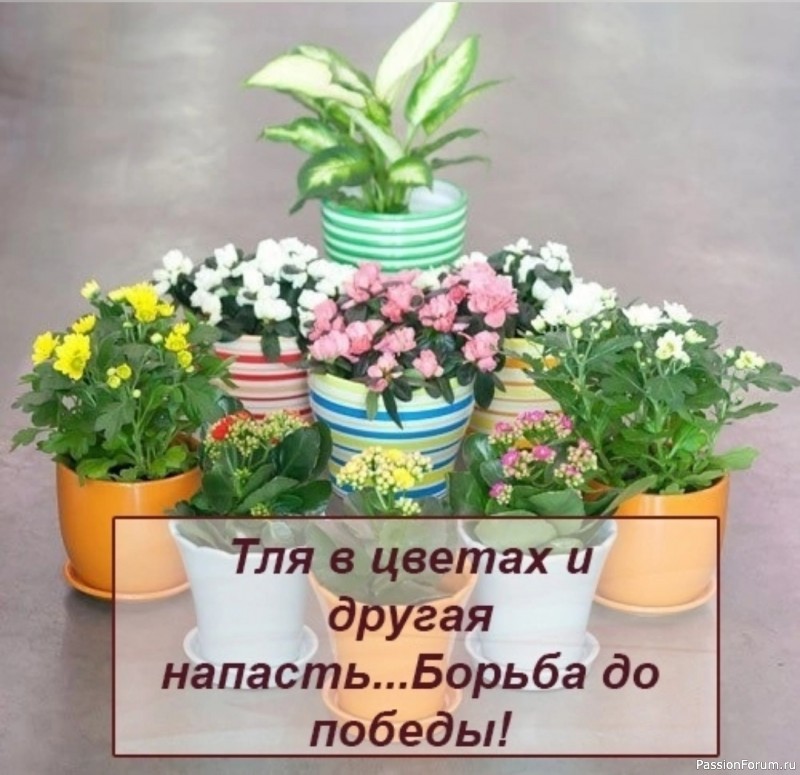 Комнатные растения. Тля в цветах и другая напасть...