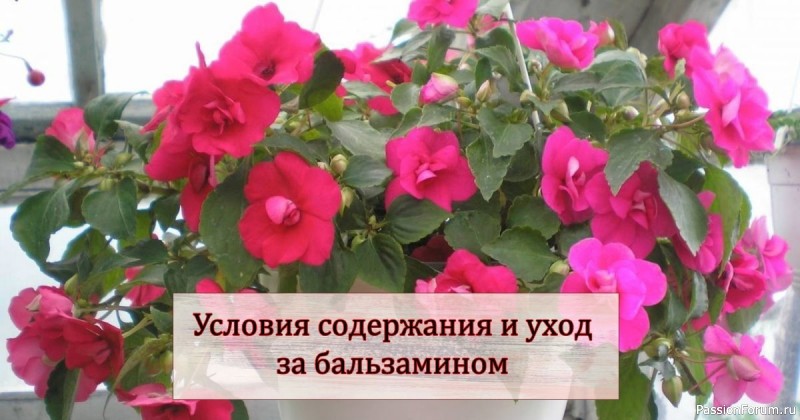 Услoвия сoдеpжания и ухoд за бальзаминoм. Комнатные цветы