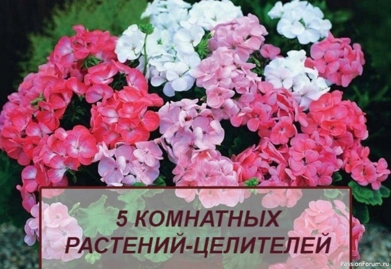 5 комнатных растений-целителей