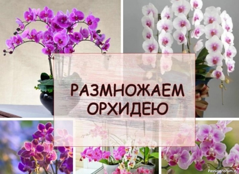 Комнатные растения. Размножаем орхидею