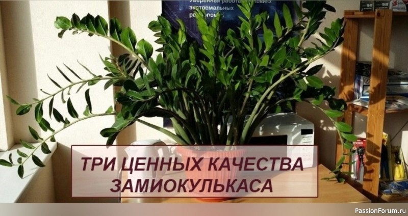 Три ценных качества замиокулькаса