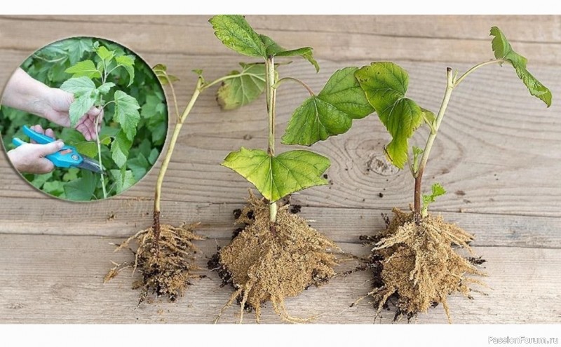 Дачникам. Летнее черенкование