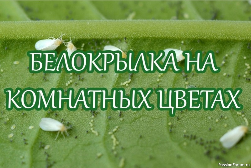 Белокрылка на комнатных цветах: как бороться?