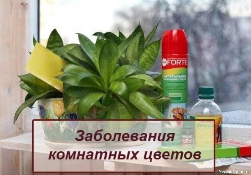 Заболевания комнатных цветов