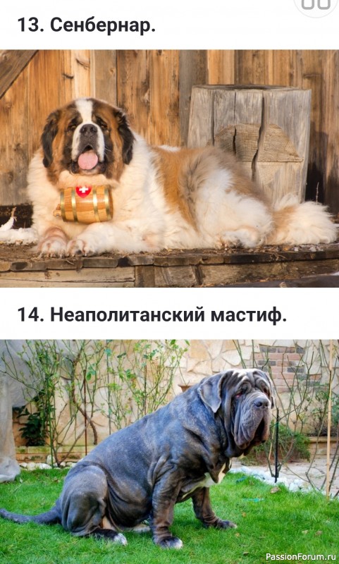 Какие бывают флегматичные (спокойные) породы собак?