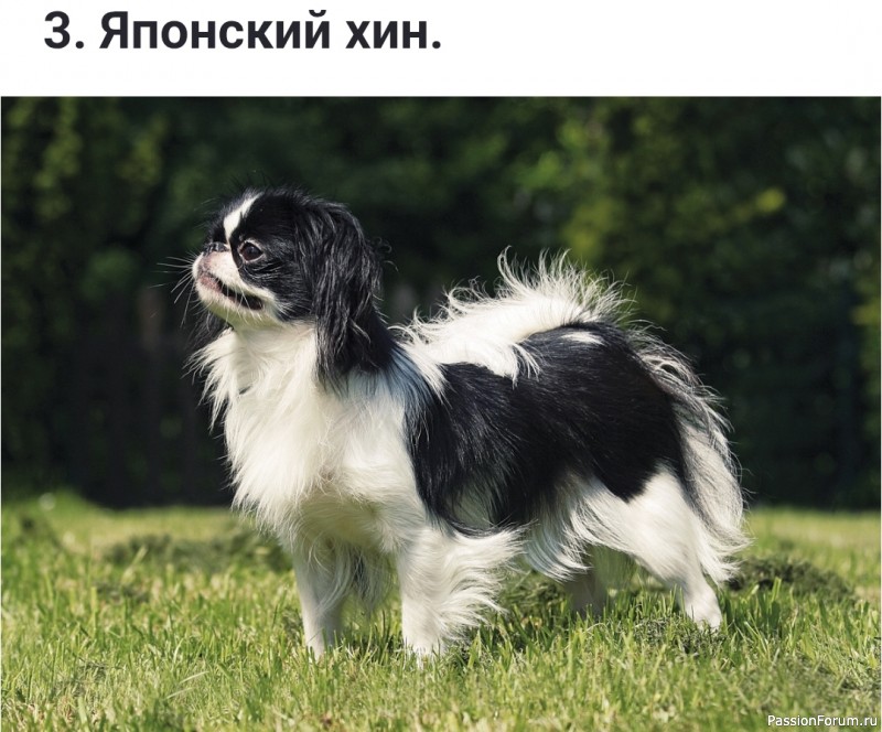 Я - ленивый человек! Какую породу собак мне выбрать?!